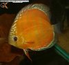 20081222_2215.JPG 20081222_2215.JPG
