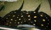 20090101_2371.JPG 20090101_2371.JPG