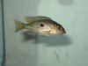 fish 025.jpg