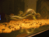 P1080123 (sweet).gif