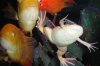 DSCF6337.JPG