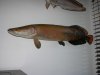 DSCN5743.JPG