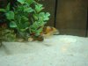 xtins tank 002.JPG