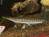 spotted gar update 2 rip.JPG