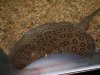 Stingray Pictures 157.jpg