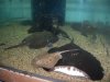 Stingray Pictures 177.jpg