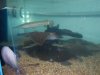 Stingray Pictures 182.jpg