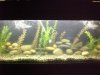 fishes 1-5-09 032.jpg
