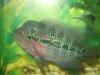 flowerhorn 12-31-08 001.JPG