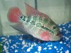 flowerhorn 1-07-09 003.JPG