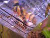 Sumatran Loaches 010609-2.JPG