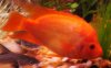 Golden Flowerhorn5 SMALLER.jpg