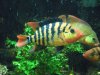 Rockbass6.jpg Rockbass6.jpg