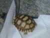 Turtle 001.jpg
