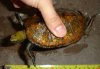 japonicus.jpg