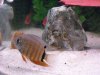 severum.jpg