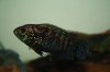 IMG_0191.JPG