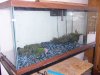 75gal 004.jpg 75gal 004.jpg