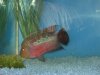 piggy's new house 017.jpg