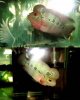 Flowerhorn 4.5 Inc.jpg Flowerhorn 4.5 Inc.jpg