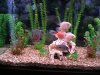 Fish 1.jpg