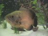 stevens fish photos 001.jpg