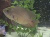 stevens fish photos 005.jpg