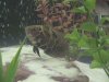 stevens fish photos 006.jpg
