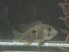 stevens fish photos 018.jpg