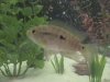 stevens fish photos 012.jpg