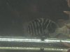 stevens fish photos 019.jpg