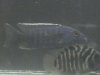 stevens fish photos 020.jpg