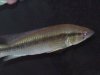 Pike 001.jpg Pike 001.jpg