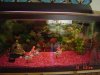 pleco 2008 031.jpg