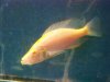 ALBINO EYE BITER.JPG