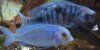 BLUE DOLPHIN.JPG