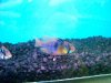 GERMAN BLUE RAMS.JPG