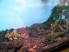 PLECOS.JPG