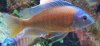 RED FIN BORLEYI.JPG