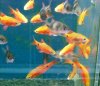 RED GLASS BARBS.JPG