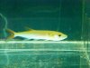 REDTAIL BARRACUDA.JPG