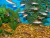 ROSELINE SHARKS.JPG