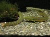 ZGREEN1.jpg