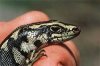 250px-Otago_skink.jpg