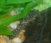 Emerald Pleco.jpg