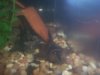 Bicher pleco.JPG
