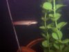 Blurry bicher.JPG