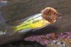 dog fish.jpg
