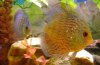 Beautiful Discus.jpg