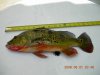 FLPB20060182006.JPG